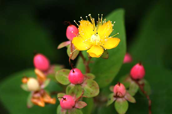 コボウズオトギリ ハンゲショウ サカキと紫陽花 子猫の迷い道