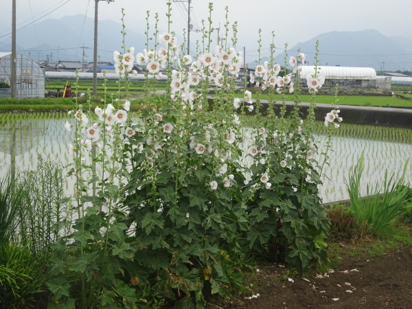 f0231709_17294014.jpg