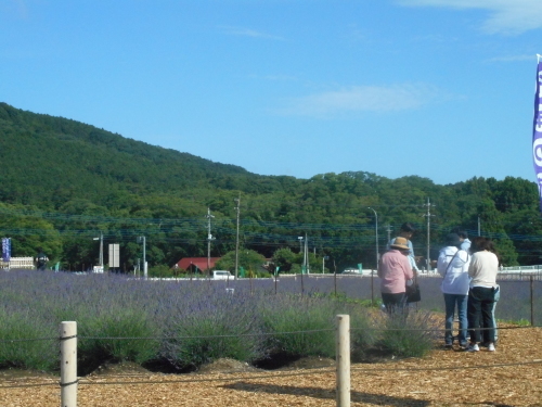 依田さんが嵐山町ラベンダー園に来ました カフェ童音舞