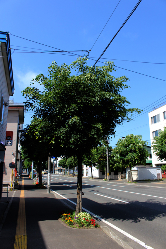 真ん中の夏が始まった　自転車を買おう。_a0139912_08430742.jpg