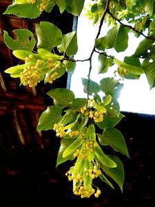 b0352112_20332077.gif