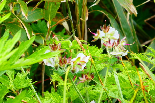d0170615_06221822.jpg