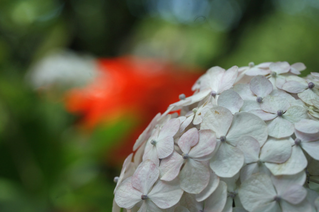 本日の権現堂の紫陽花_b0379328_18531161.jpg