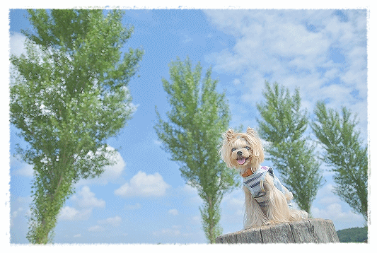 d0179828_07421895.gif