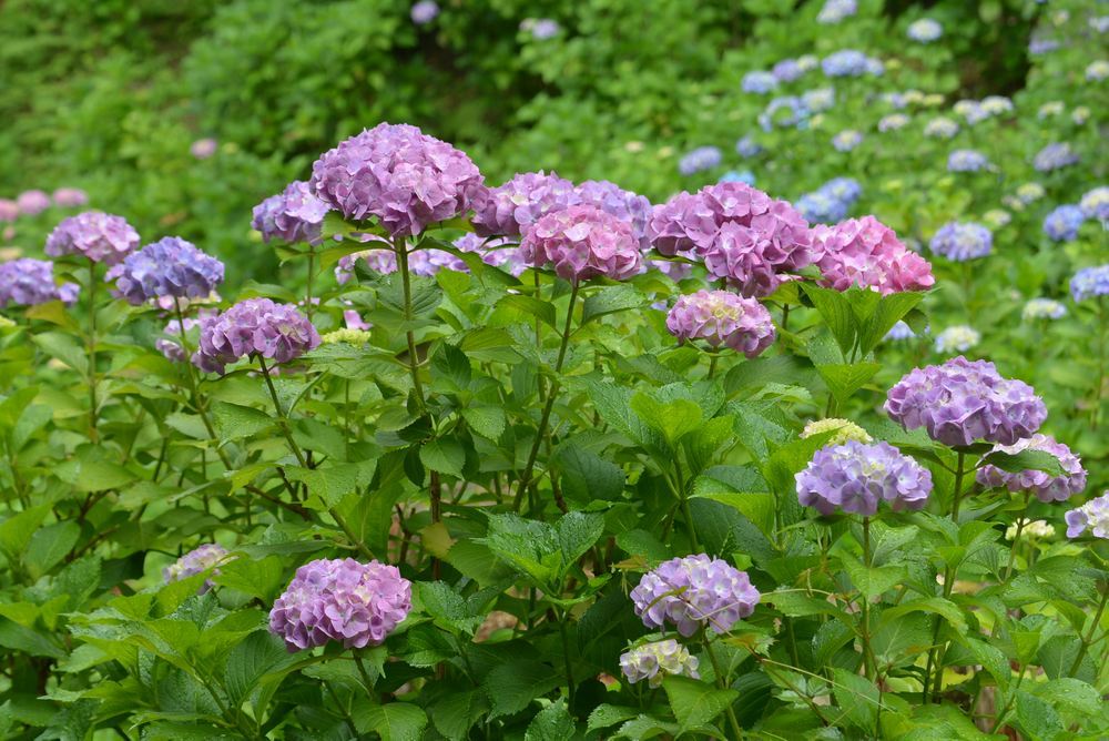 四丁目芝生広場付近の紫陽花_e0373930_20254198.jpg