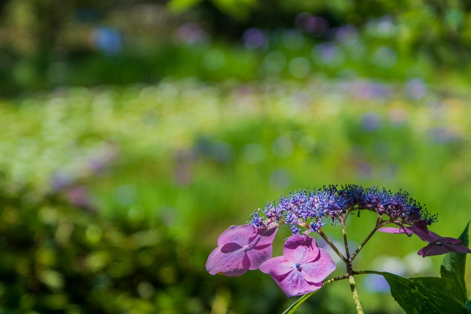 梅宮大社の花菖蒲と紫陽花_e0363038_20140461.jpg