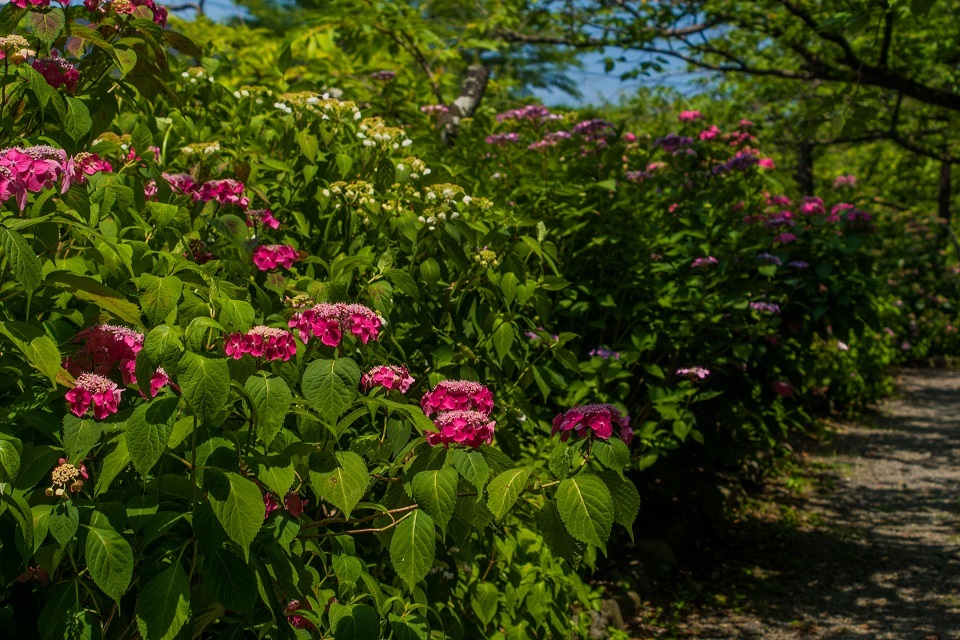 梅宮大社の花菖蒲と紫陽花_e0363038_20143393.jpg