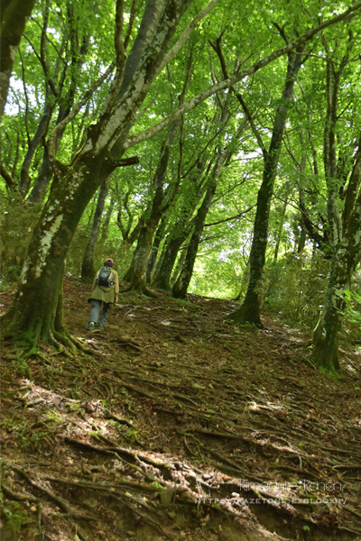 お得山歩き②**花笑えば、我も笑う_b0197639_15402147.jpg