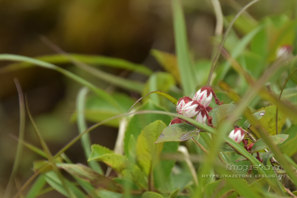 お得山歩き②**花笑えば、我も笑う_b0197639_15445944.jpg