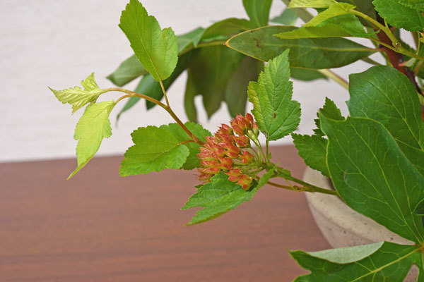 c0346840_16092875.jpg