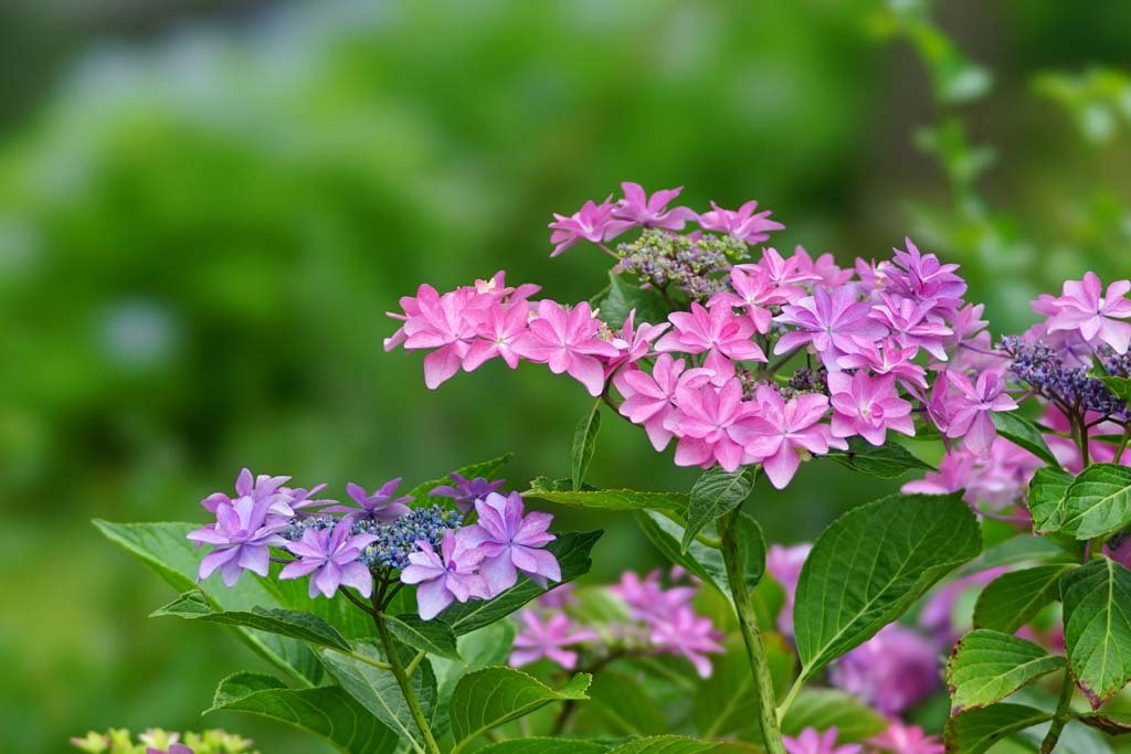 中書島界隈の紫陽花@2018-06-08_d0250840_14480806.jpg