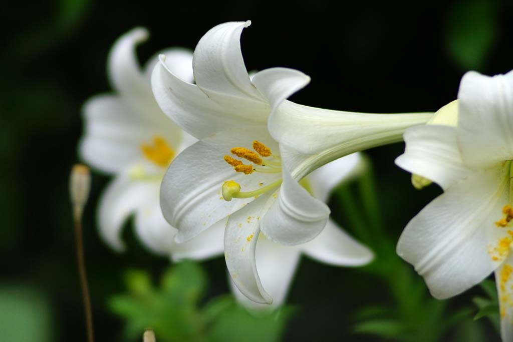 中書島界隈の紫陽花@2018-06-08_d0250840_14534042.jpg