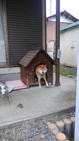 栃木県足利市「ゆり」にて　ハンバーグを食べる会、結成☆_d0045362_09555704.jpg