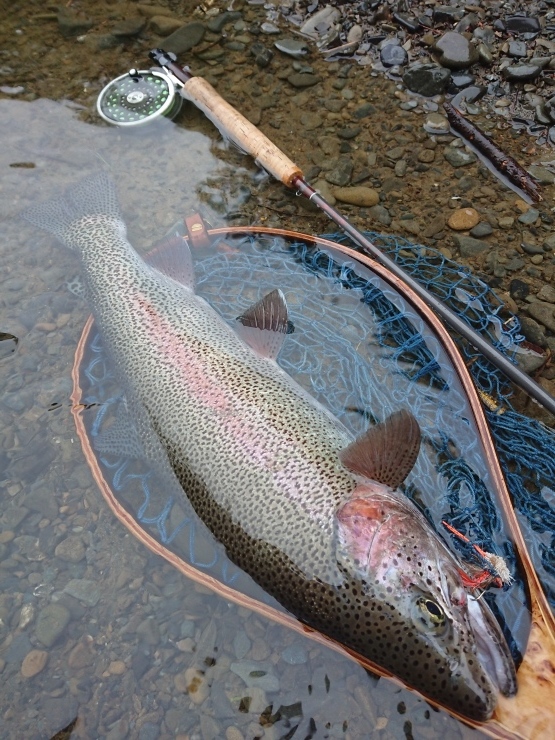 Favorites of trout_a0337481_20582157.jpg