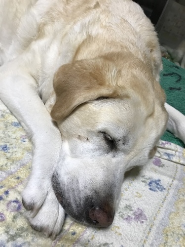 f0315081_22433108.jpeg