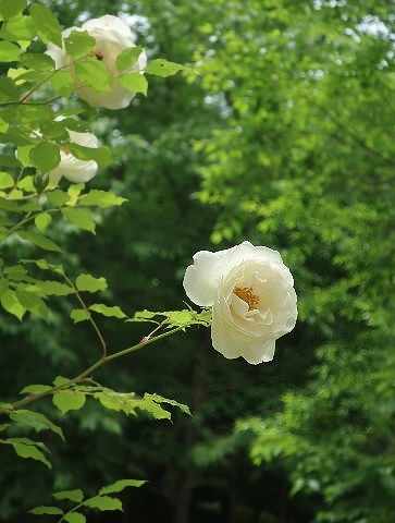d0098183_16244041.jpg