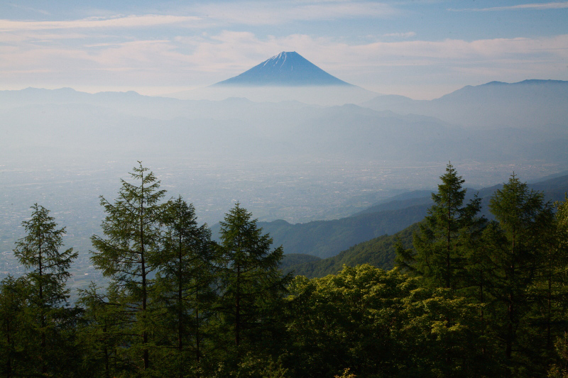 甘利山のレンゲツツジ　２ - 日本あちこち撮り歩記