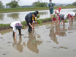 田植え体験(緑ヶ丘小・北郷小) _d0247484_14165879.jpg