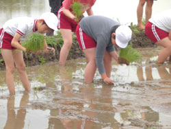 田植え体験(緑ヶ丘小・北郷小) _d0247484_14201186.jpg