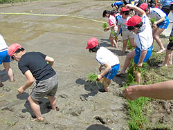 田植え体験(月光原小・西根小) _d0247484_17153122.jpg