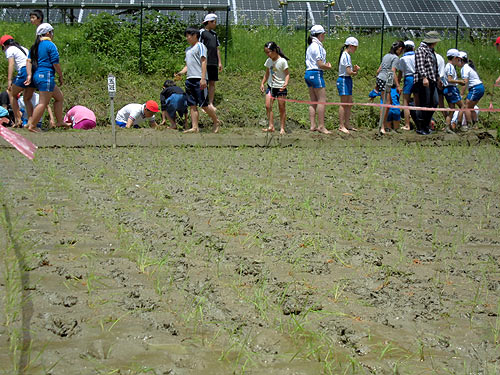 田植え体験(月光原小・西根小) _d0247484_17215473.jpg