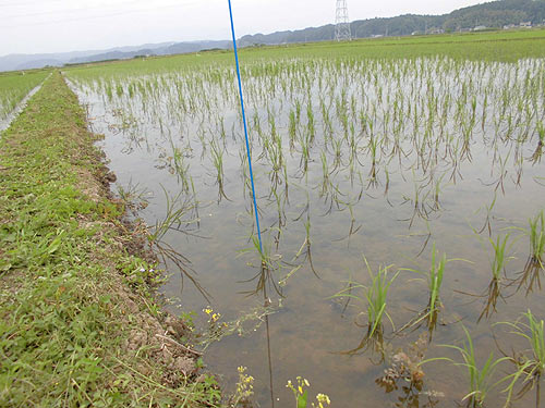 5月30日の田んぼ(緑ヶ丘小・北郷小)_d0247484_18505717.jpg