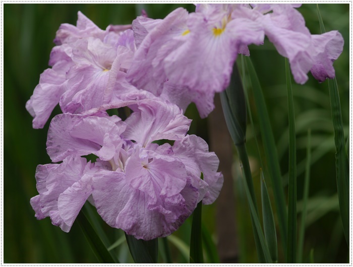 紫陽花と菖蒲と野に咲く花と。。。_b0175688_22053248.jpg