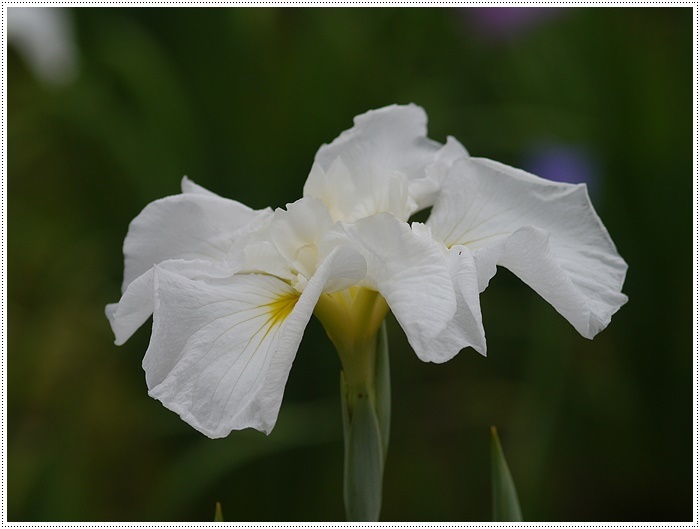 紫陽花と菖蒲と野に咲く花と。。。_b0175688_22071120.jpg