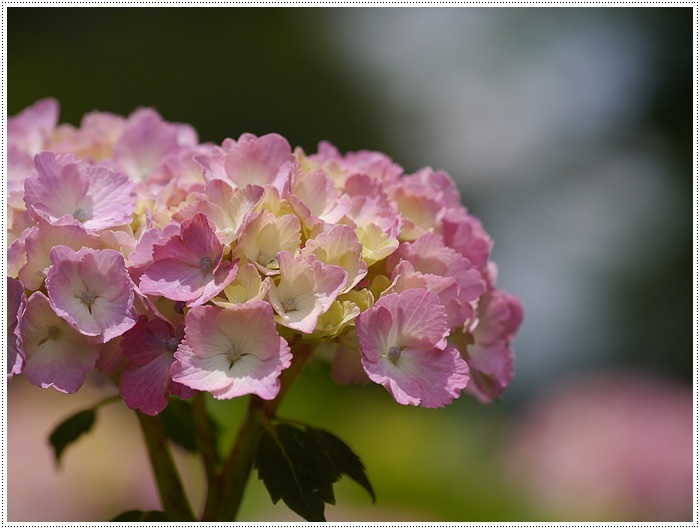 紫陽花と菖蒲と野に咲く花と。。。_b0175688_22110905.jpg