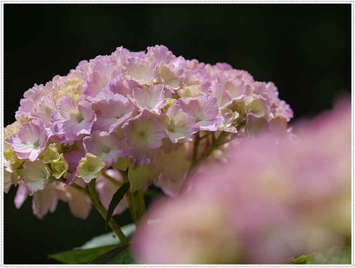 紫陽花と菖蒲と野に咲く花と。。。_b0175688_22111857.jpg