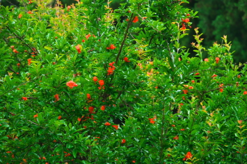 a0263109_16482472.jpg