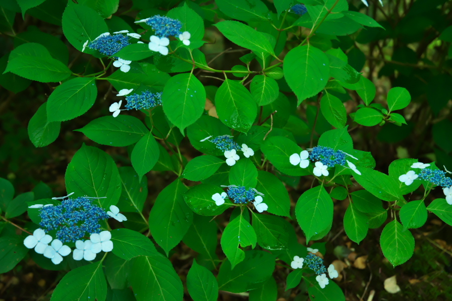 a0263109_16490930.jpg