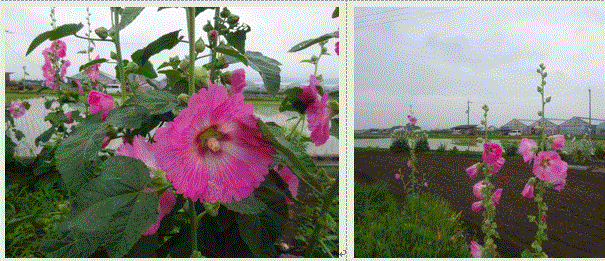 f0231709_12240149.gif