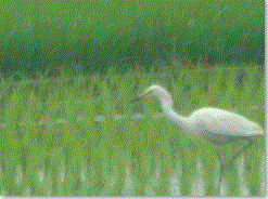 f0231709_13394670.gif