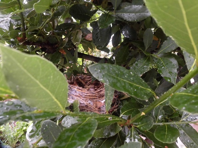 我が家の庭木に知らぬ間に鳥の巣が　カラスの悪夢が頭をよぎります_f0141310_07450137.jpg