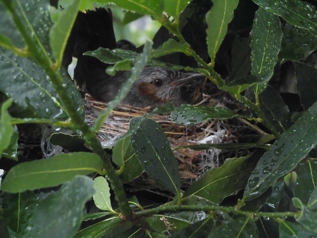 我が家の庭木に知らぬ間に鳥の巣が　カラスの悪夢が頭をよぎります_f0141310_07450759.jpg