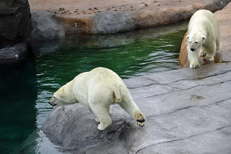 札幌・円山動物園の「ホッキョクグマ館 (Polar Bear Museum)」の問題点を探る (1)_a0151913_2156882.jpg