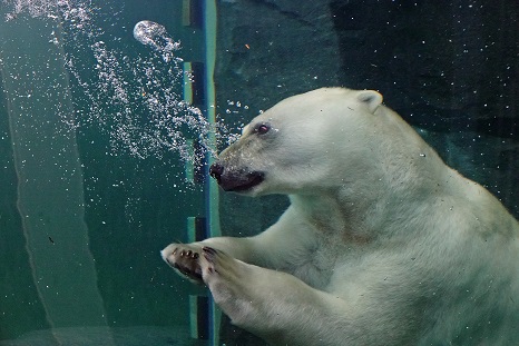 札幌・円山動物園の「ホッキョクグマ館 (Polar Bear Museum)」の問題点を探る (1)_a0151913_21592628.jpg