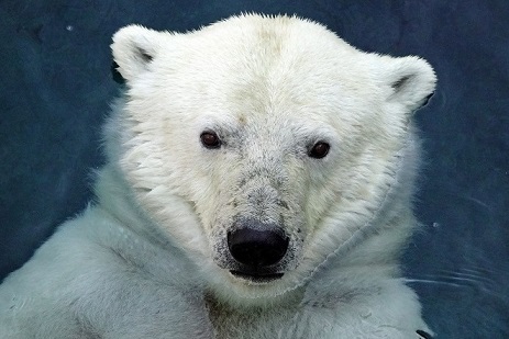 ララ その世界屈指のホッキョクグマの発散する魅力 Polarbearology Conjectaneum