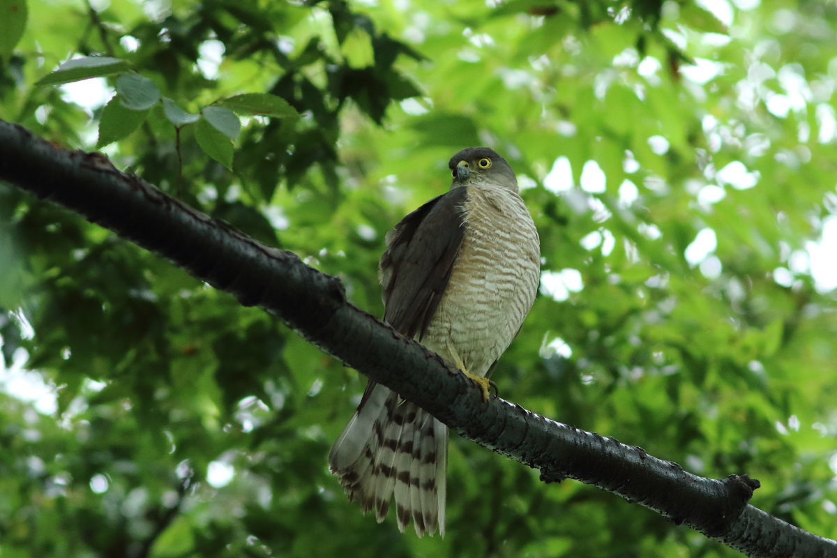ツミ 営巣再開 ?_f0369315_20150501.jpg