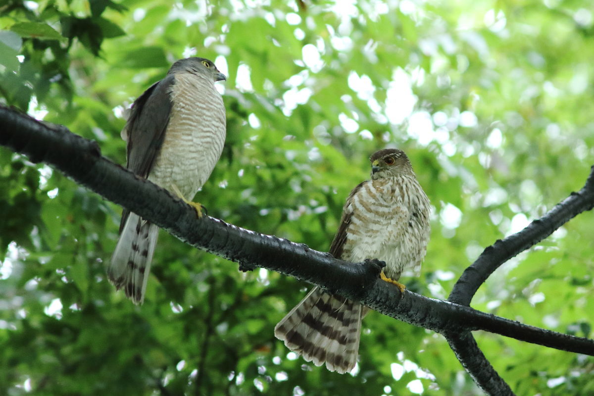 ツミ 営巣再開 ?_f0369315_20150540.jpg