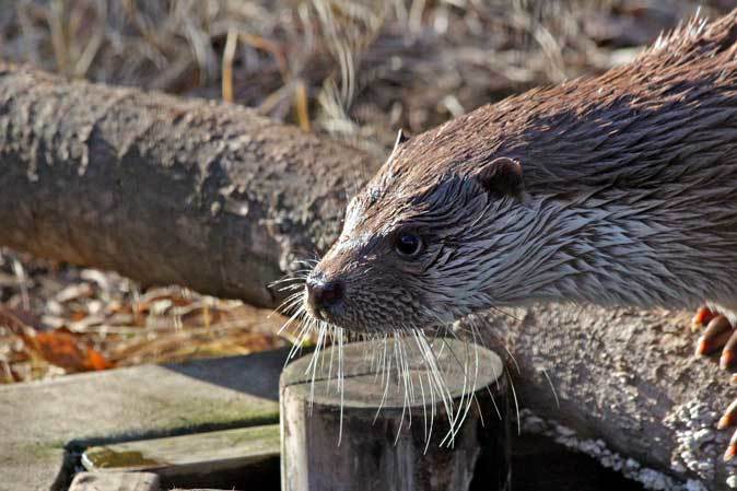 夕刻のユーラシアカワウソ「はな」（井の頭自然文化園）_b0355317_21143755.jpg