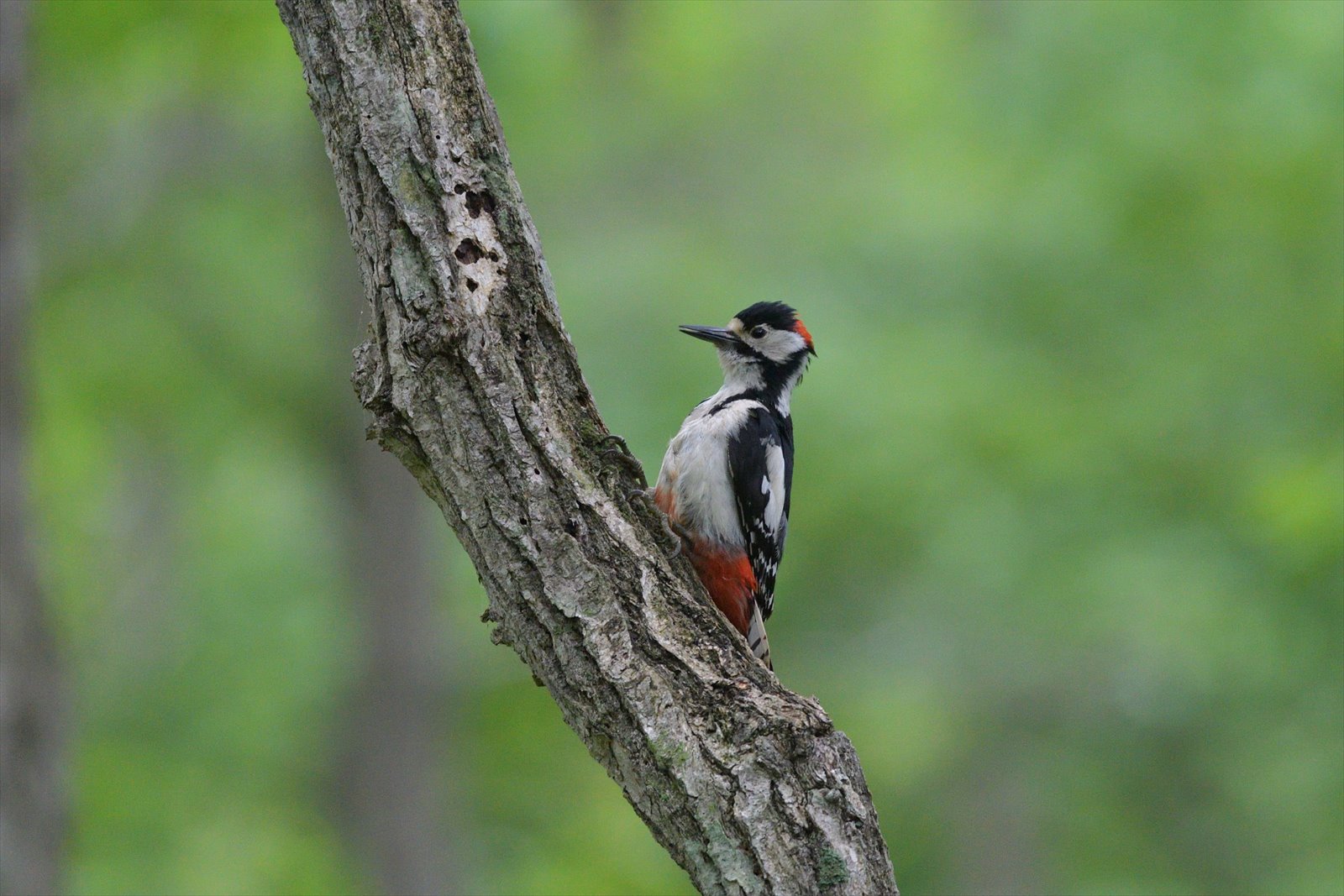 キバシリも雛　今週のウトナイ湖_a0145819_1249561.jpg