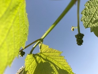 ベランダで鉢植えのブドウ デラウエア を育てています 緑のしずく ベランダガーデン便り