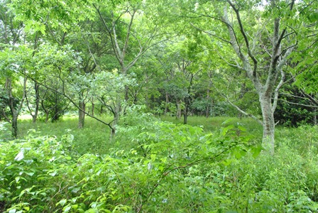 a0123836_13511827.jpg