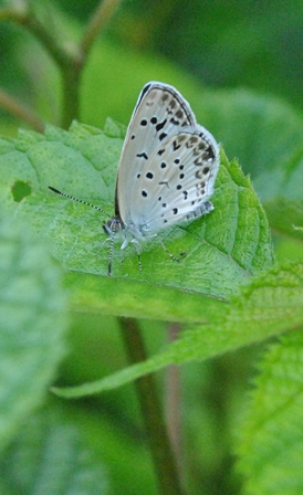 a0123836_1355812.jpg