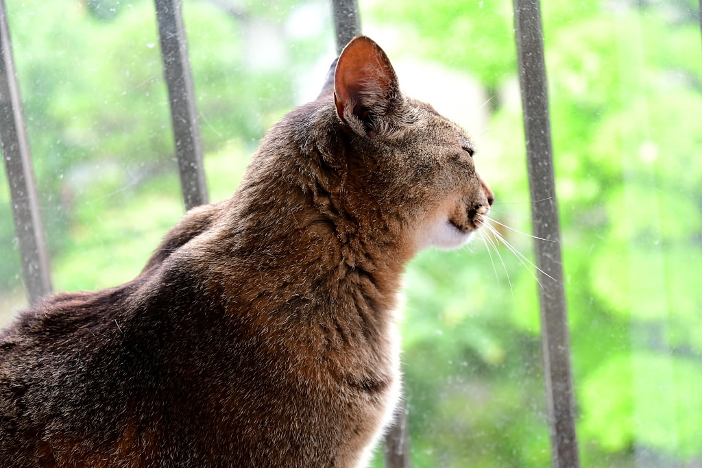 行くところがないので 白秋の黄昏