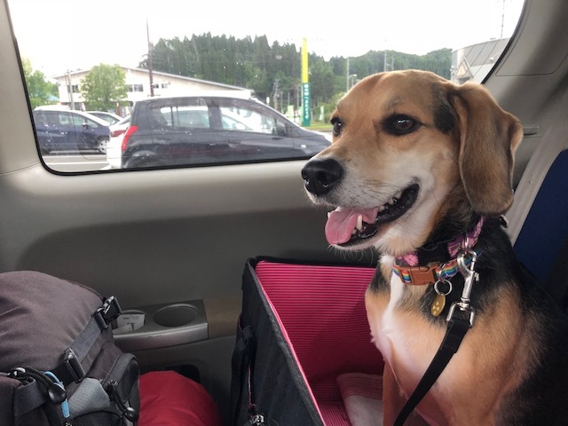 モヤヒルズでキャンプ お転婆コーギー犬とeos Kiss Dでのお散歩フォト