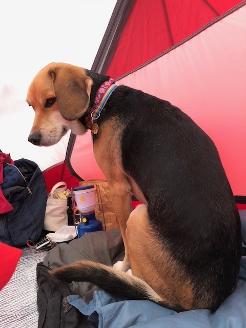 モヤヒルズでキャンプ お転婆コーギー犬とeos Kiss Dでのお散歩フォト