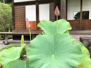 植え替え後　　光則寺の植物_c0097838_09303801.jpg